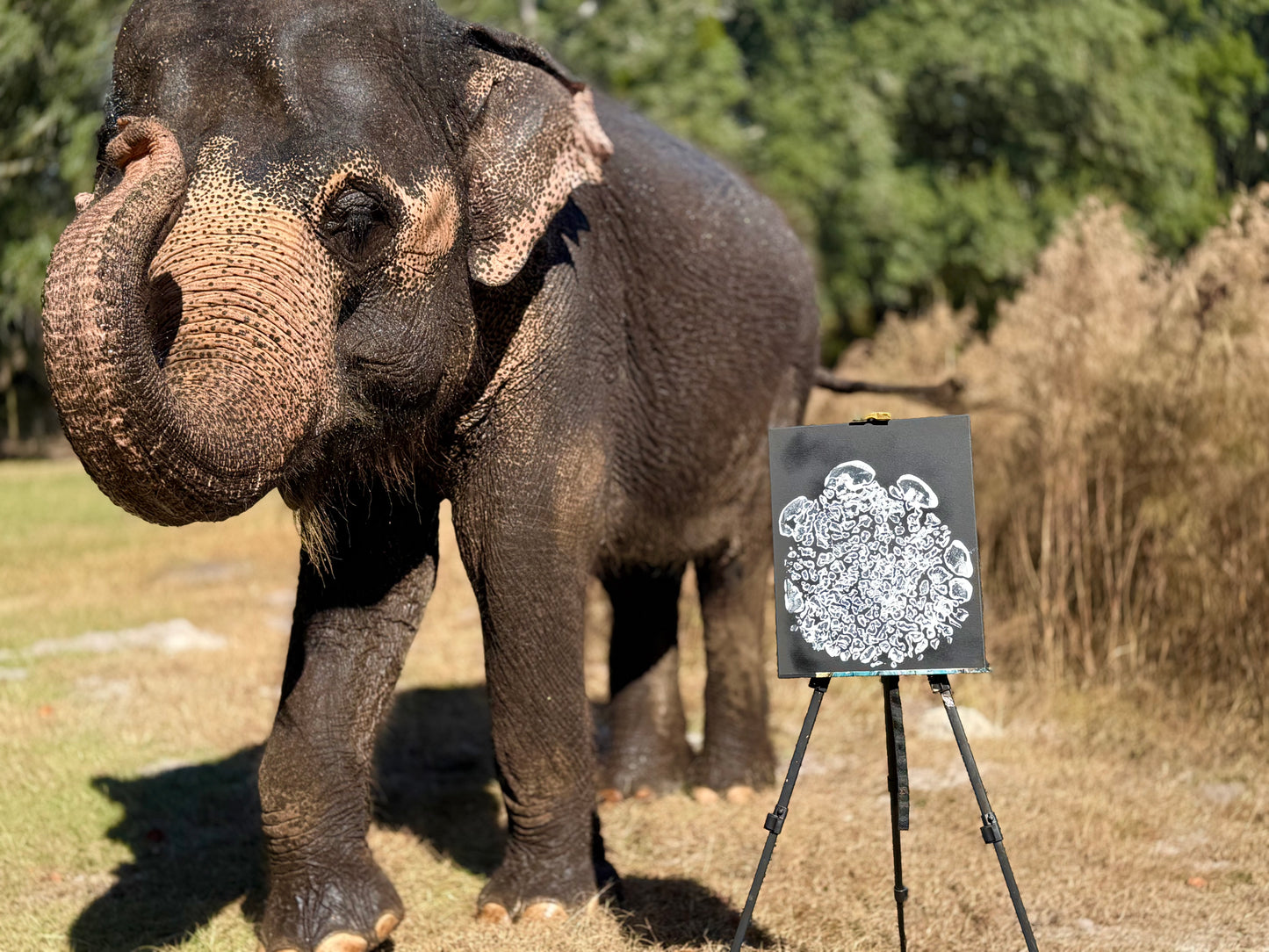 Black canvas white foot print