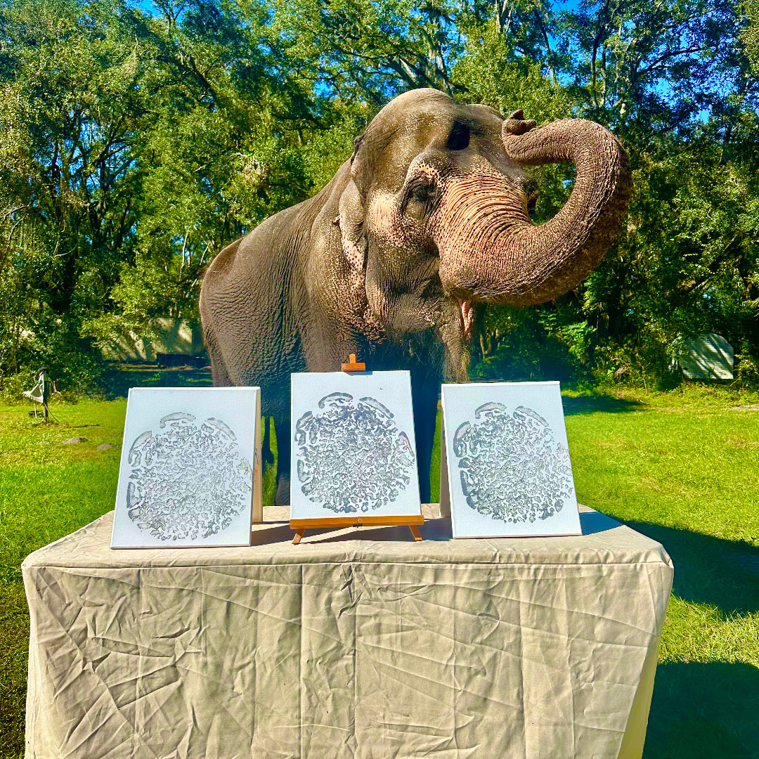 Grey elephant foot print