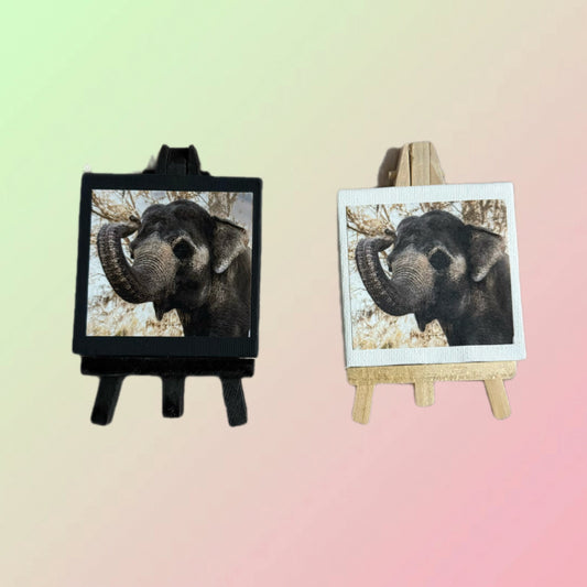 Mini elephant picture canvas