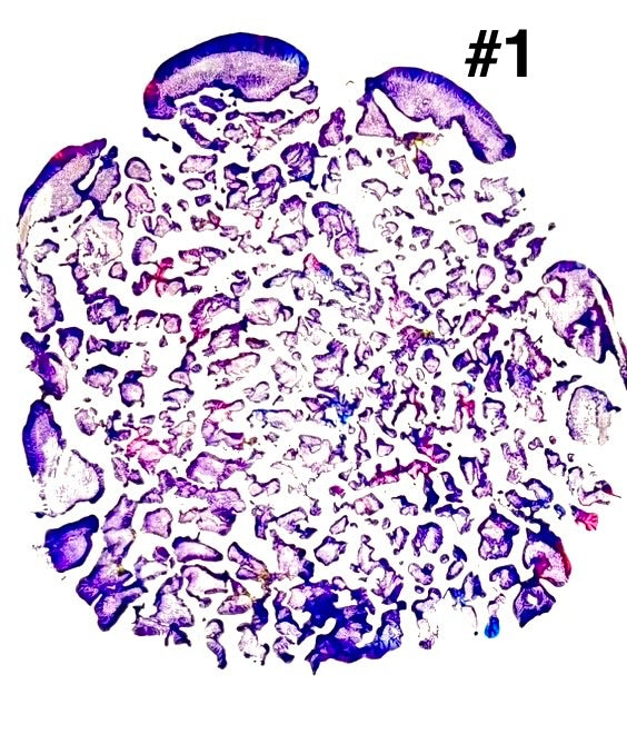 Purple elephant footprint