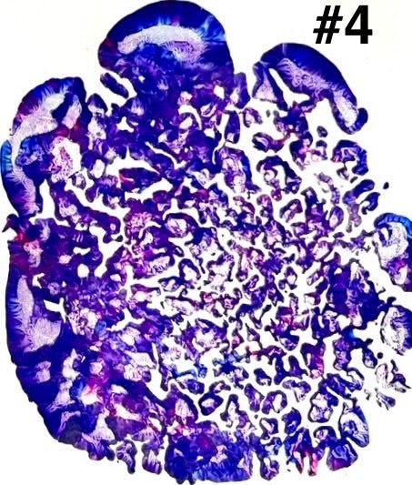 Purple elephant footprint