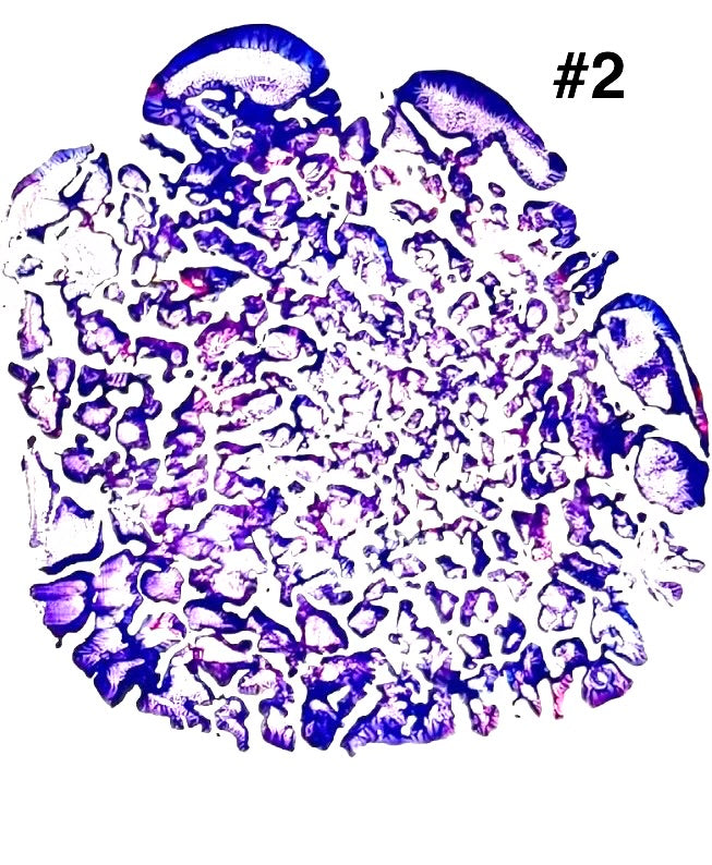 Purple elephant footprint